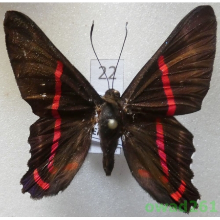 Ancyluris mira (Hewitson, 1874) Peru22